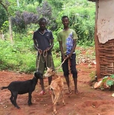 Two men in Pestel receive goats during the May goat distribution.